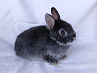 Zakrslí králíčci, beránci a teddy s rodokmenem - 4