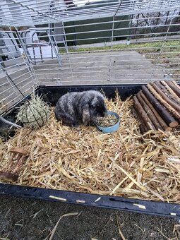 Zakrslý Králíci - 4