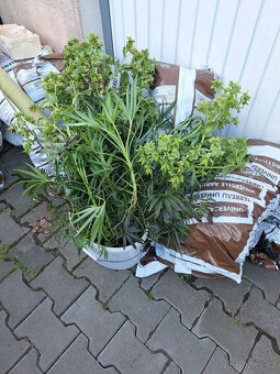 Prodám silné sazenice čemeřice korsické - 4