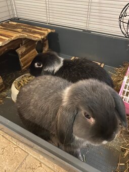 Dva beránci (bráchové) - 4