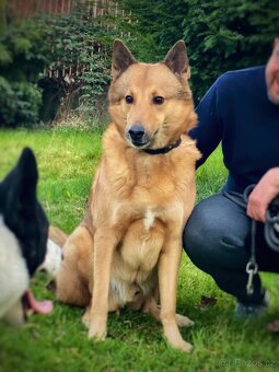 Kanaánský pes - štěňata s PP (Canaan dog) - 4