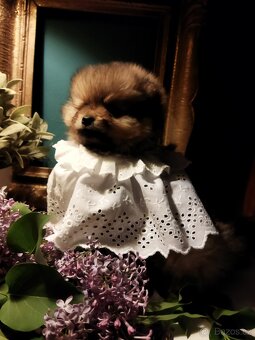 Pomeranian - 4