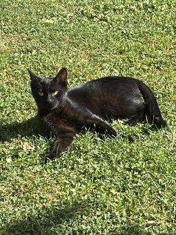 Daruji kocourka a kočičku dorostence - 4