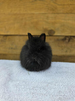 Zakrslí Teddy králíčci s PP - 4