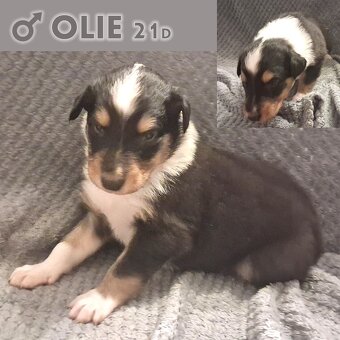 Skotská Kolie s PP - 4