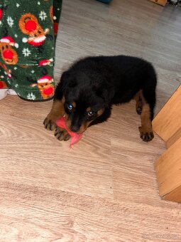 Štěně Rotvajlera - 4