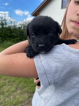 Border kolie x Labrador - 4