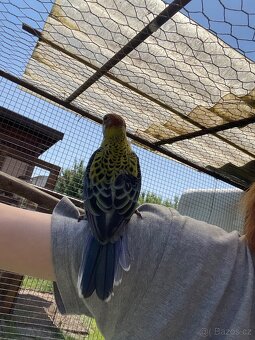 Rosela žlutohlavá 🦜 - 4