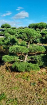 TVAROVANÉ STROMY NIWAKI - 4