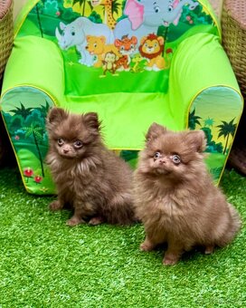 Pomeranian - Pomerian mini - 4