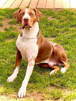 Louisiansky leopardí pes - šteniatka s PP - 4