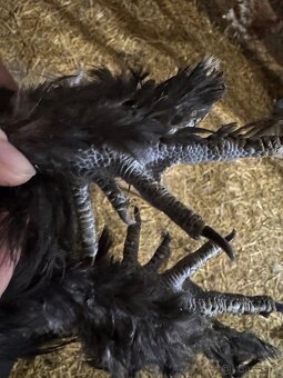 Hedvábníčky velké vousatá - 4