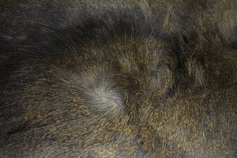 Kožešina daněk 2 - 4