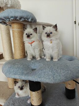 Ragdoll - 4