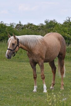 Překrásná 2,5 letá APPALOOSA kobyla, otec QH, čistý 6-panel - 4