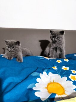 Britská modrá koťátka - 4