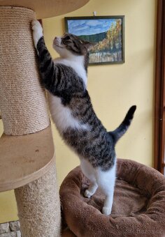 Kocourek Šimonek hledá domov - 4