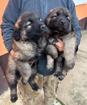 Šteňátko Kaukaz - 4