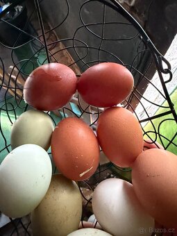 Násadové vejce marans a barevné - 4