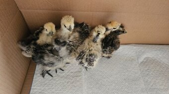 Kuřata hedvábniček - 4
