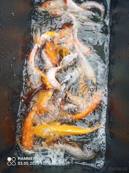 Koi - 4