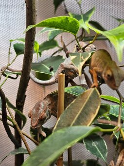 Chameleon pardálí - 4