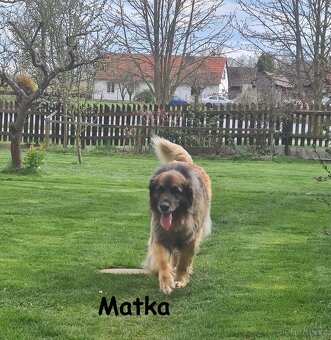 Leonberger pes na krytí - 4