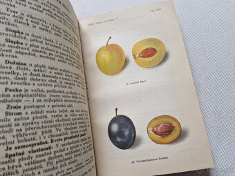 Švestky a slívy 1948 Vaněk - Čs. lidová pomologie díl III. - 4