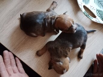 Štěňátka pitbulla bez PP - 4