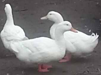 Kachna pekingská - 4