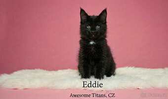 Mainská mývalí kočka - 4