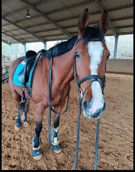 Prodám kobylu po Chin Chin - 4