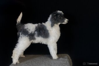 Pudl velký harlekyn - 4