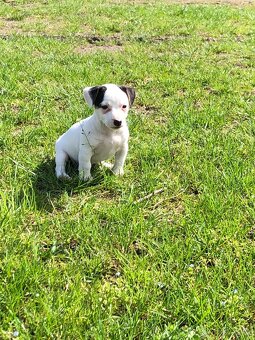 Jack Russell Teriér - 4