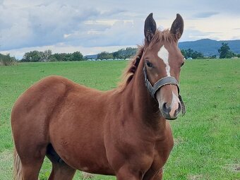 APH red roan , rančovní typ koně - 4