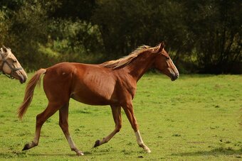 2,5 letí atraktivní a hodní valáškové - 4