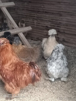 HEDVABNIČKA VELKA - 4