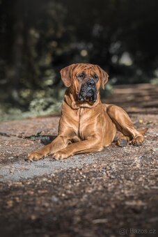 Tosa inu - krycí pes - 4