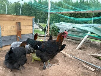 Prodam kohouty marans - 4