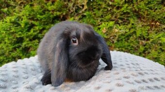 Zakrslý beránek, králíček, králík - PEGAS - 4