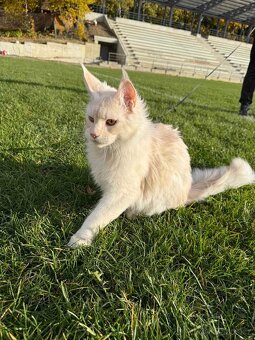 Mainské mývalí PP - 4