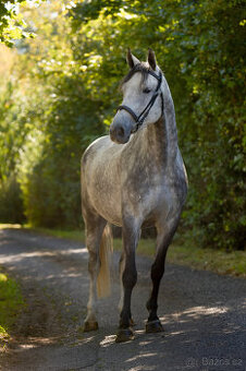 Nadějný valach do sportu i pro juniora - 4