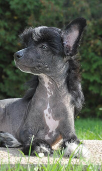 Čínský Chocholatý pes. Pejsek naháč  s PP - 4