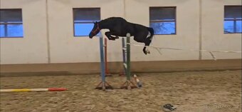 „Výjimečná černá mladá klisna na prodej.” - 4