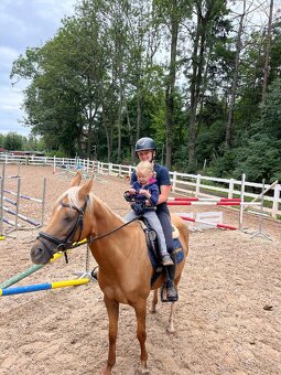 7letá klisna pony B do sportu - 4