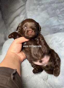 Maltipoo F1 Chocolate ‼️ 900€ / Graff - 4