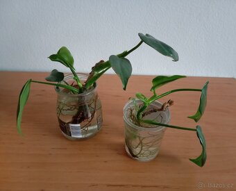 Pandán+ monstera diliciosa - 4