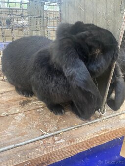 Francouzský beran - 4