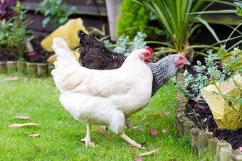 Slepice Kuřice Nosnice Dominanty 19 týdnů staré - 4