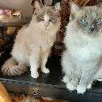 Novoroční koťátka RAGDOLL bez PP odběr od 10.1.2026 - 4